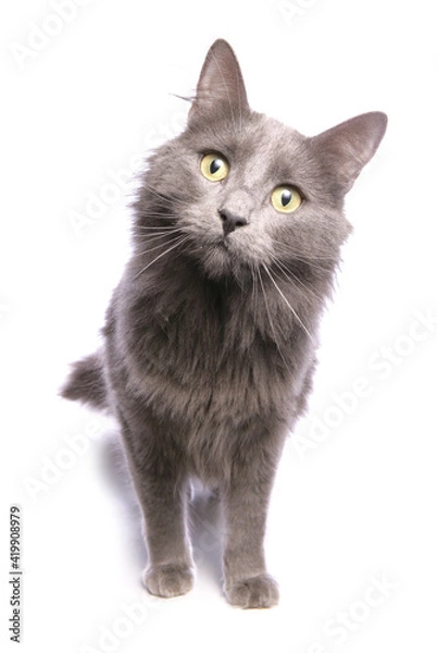 Obraz Blue pet cat in a studio isolated on a white background