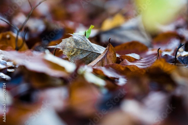 Obraz Herbststimmung im Wald
