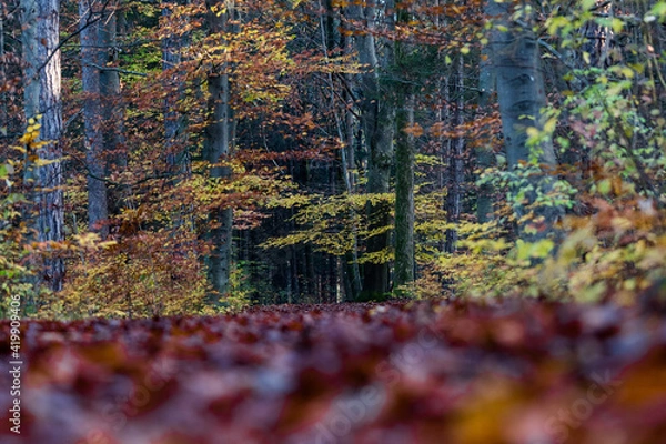 Obraz Herbststimmung im Wald
