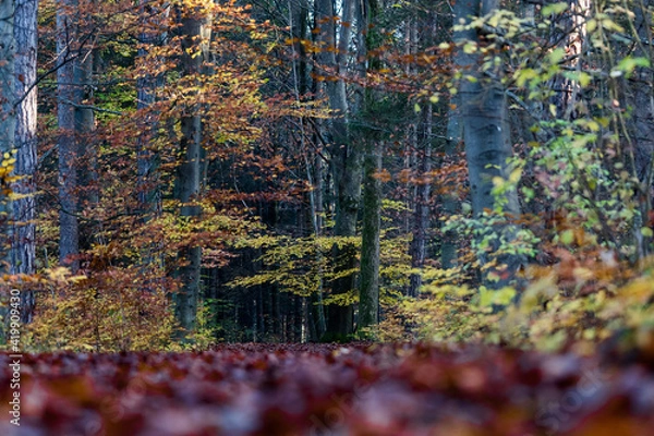 Obraz Herbststimmung im Wald
