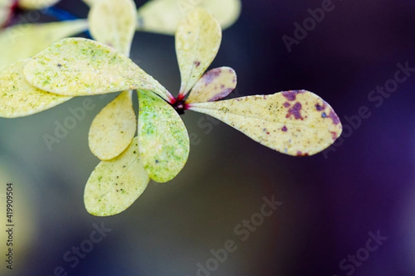 Obraz Bunte Farbstimmung im Siebentischwald