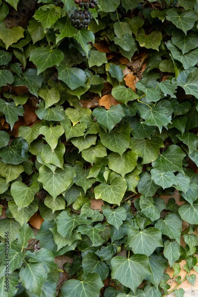 Fototapeta 
Background formed by ivy on the wall. A carpet of ivy is clinging to the wall, macro photography shows details of ivy leaves and the brick wall.