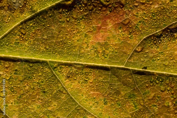 Obraz buntes, welkes blatt
