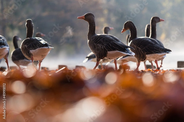 Obraz Gänse am Ufer
