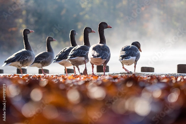 Obraz Gänse am Ufer
