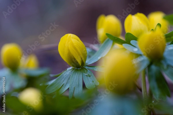 Obraz gelbe Winterlinge