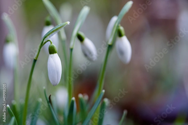 Obraz Schneeglöckchen