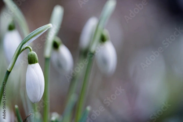 Obraz Schneeglöckchen