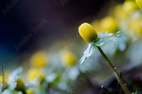 Obraz gelbe Winterlinge