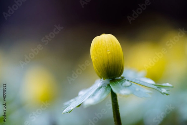 Obraz gelbe Winterlinge