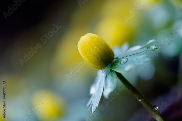 Obraz gelbe Winterlinge