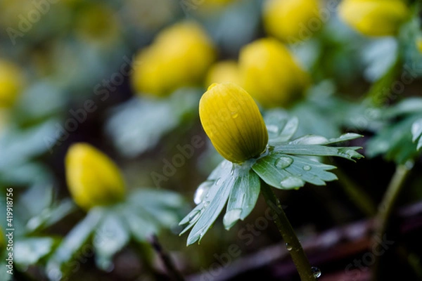 Obraz gelbe Winterlinge