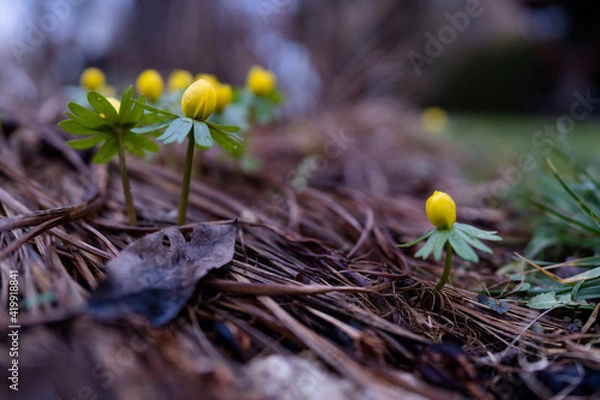 Obraz gelbe Winterlinge