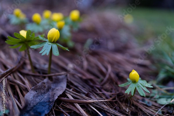 Obraz gelbe Winterlinge