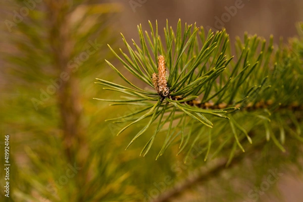 Obraz Kiefernnadeln