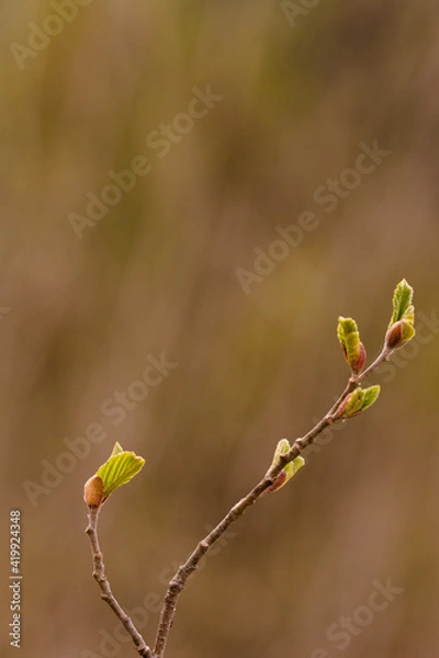 Obraz Zweig mit Knospen
