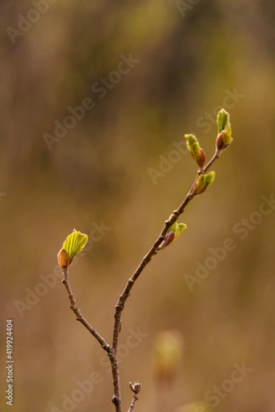 Obraz Zweig mit Knospen
