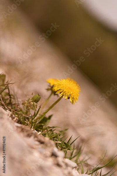 Obraz Löwenzahn wächst auf einer Strasse