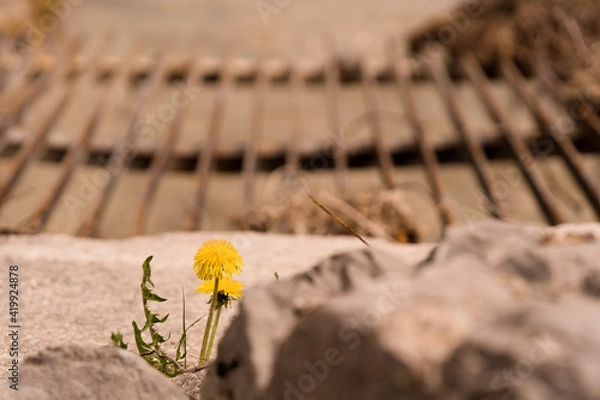 Obraz Löwenzahn wächst auf einer Strasse