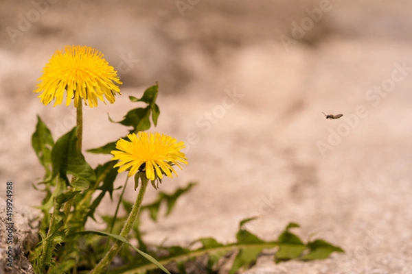 Obraz Löwenzahn wächst auf einer Strasse