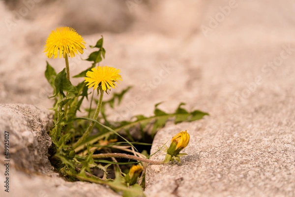 Obraz Löwenzahn wächst auf einer Strasse