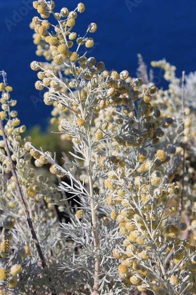 Obraz Armoise arborescente