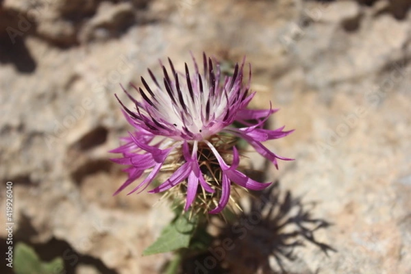 Obraz  Centaurée rude