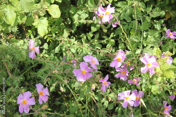 Obraz Ciste de Crète