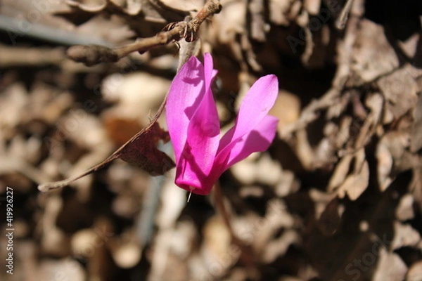 Obraz Cyclamen de Naples