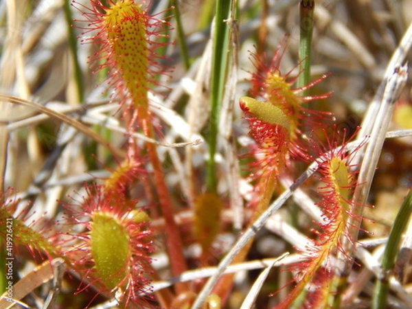 Obraz Droséra à longues feuilles