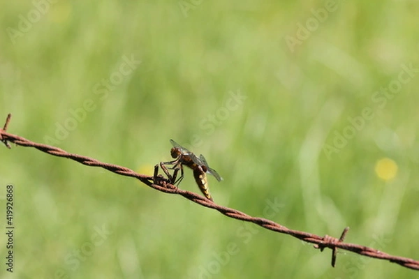 Obraz Libellule ; odonate