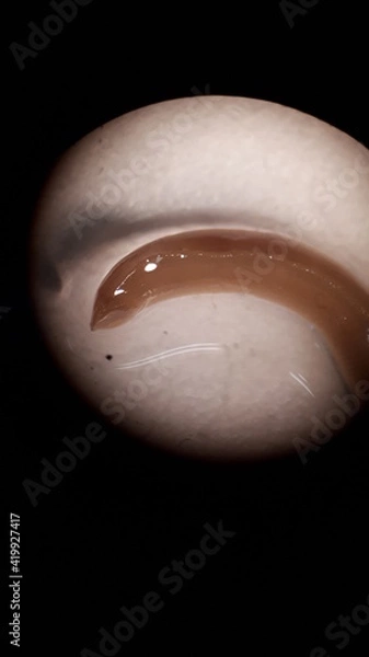 Obraz Sangsue; vue microscopique