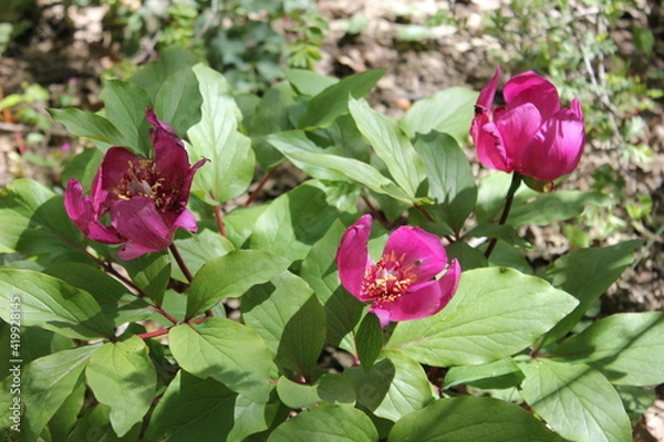 Obraz Pivoine coralline
