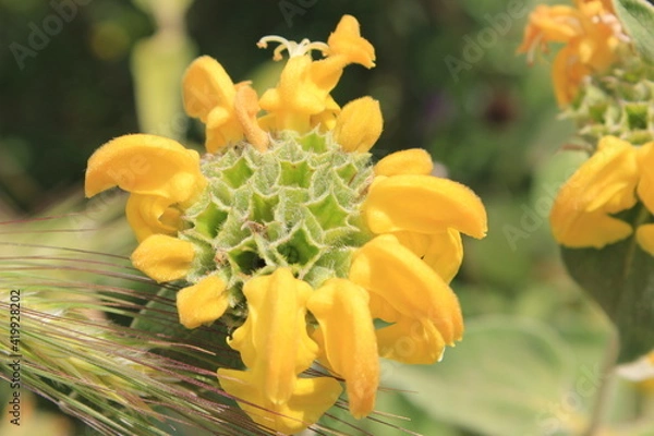 Obraz Sauge de Jérusalem