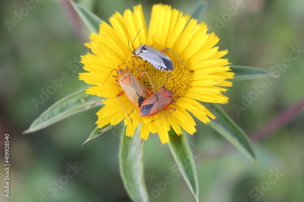 Obraz Insectes sur une fleur