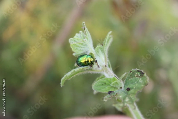 Obraz Insecte ; scarabée