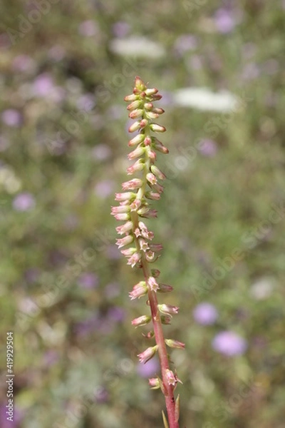 Obraz  Nombril de Vénus