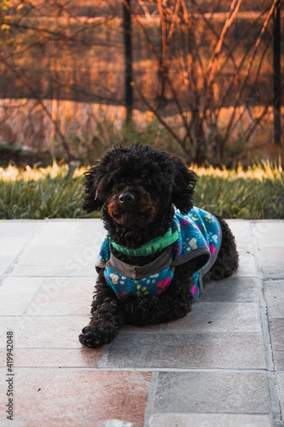 Obraz Perro pequeño