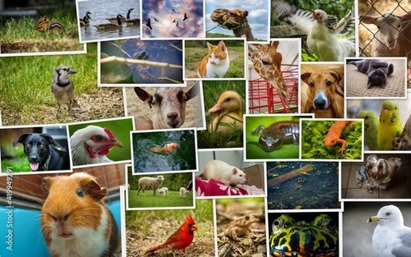 Fototapeta Large Collage Animals Pets