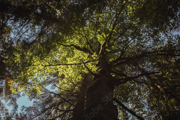 Fototapeta Huge tree in the woods