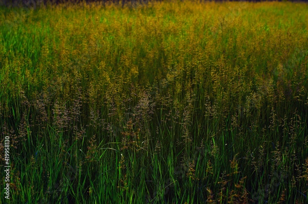 Obraz meadow with beautiful wild plants