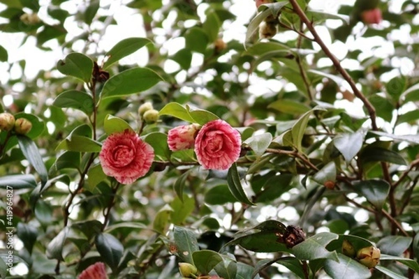 Obraz 椿の花　ピンク　春　風景