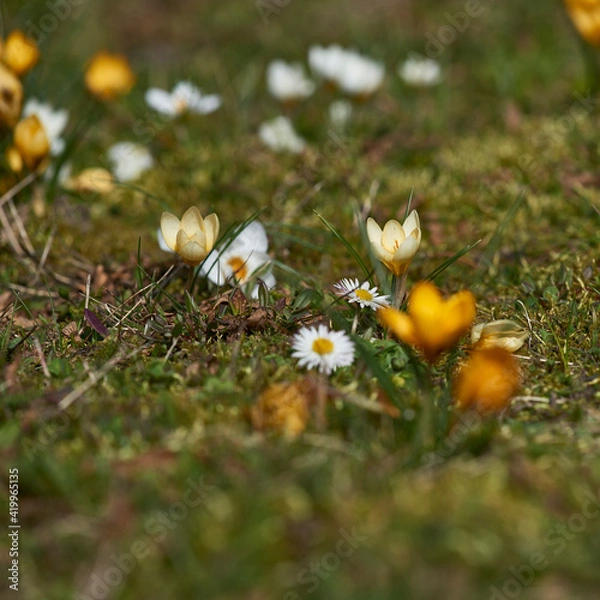 Fototapeta krokusfeld 11