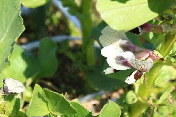 Obraz そら豆の花