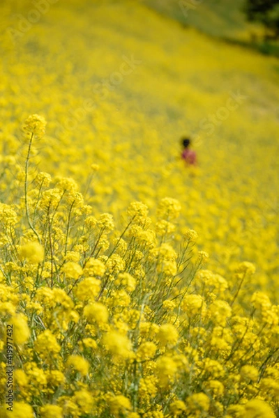 Fototapeta 満開の菜の花