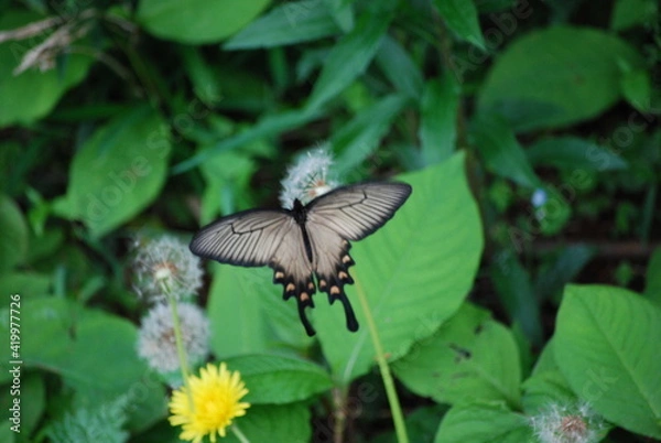 Fototapeta 横浜の自然