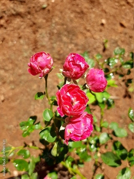 Obraz red rose in garden