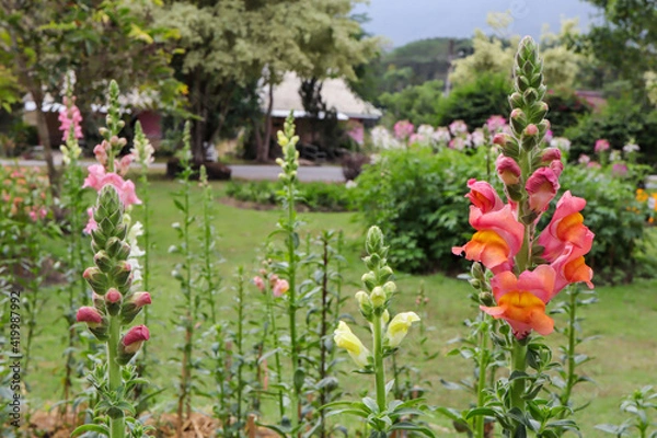 Obraz Snapdragon flower and green leaf in garden.