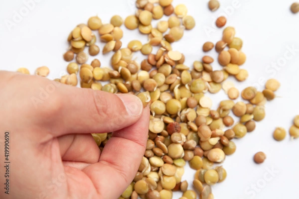 Fototapeta Sprouted seeds of food lentils lie on a white background. Two hands touch beans