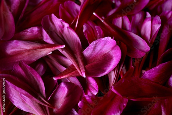 Fototapeta 紫の花びら